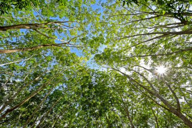 Bir ağaç gölgesinde altında gökyüzü kapak