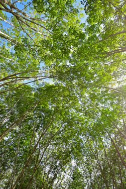 Bir ağaç gölgesinde altında gökyüzü kapak