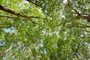 Bir ağaç gölgesinde altında gökyüzü kapak