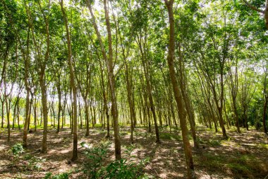 Bir ağaç gölgesinde altında gökyüzü kapak