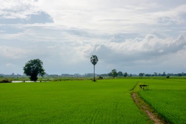 Kırsal pirinç alan. Doğa tarafından kırsal, temiz hava, temiz hava, serin