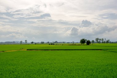 Kırsal pirinç alan. Doğa tarafından kırsal, temiz hava, temiz hava, serin