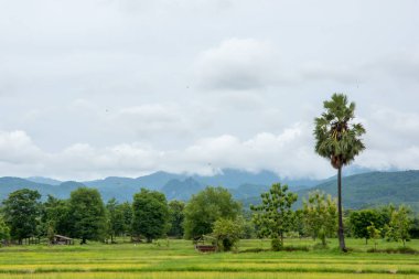 Kırsal pirinç alan. Kırsal doğası. Temiz hava, temiz hava, serin