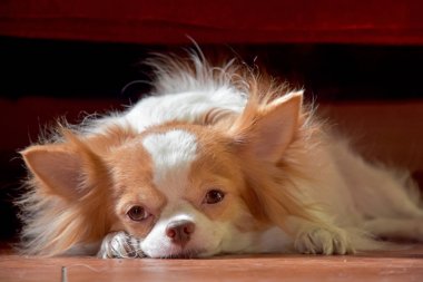 Chihuahua köpek, Chihuahua kukla ile şirin görünüyor.