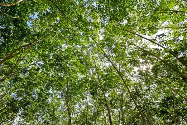 Bir ağaç gölgesinde altında gökyüzü kapak