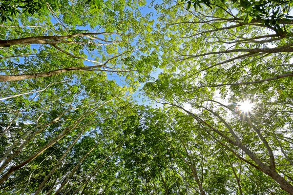 Bir ağaç gölgesinde altında gökyüzü kapak