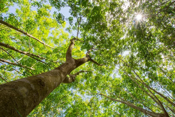 Bir ağaç gölgesinde altında gökyüzü kapak