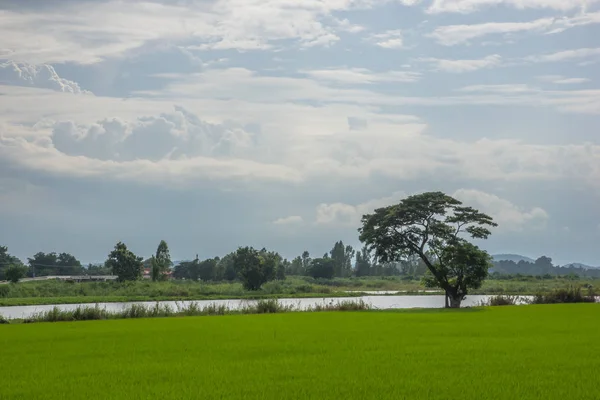 农村稻田。大自然是农村，新鲜的空气，空气清新，凉爽 — 图库照片