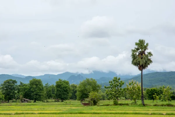 Platteland rijst veld. Natuur op het platteland. Frisse lucht, frisse lucht, cool — Stockfoto