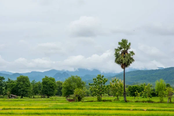 Kırsal pirinç alan. Kırsal doğası. Temiz hava, temiz hava, serin