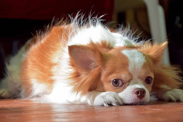 Chihuahua köpek, Chihuahua kukla ile şirin görünüyor.