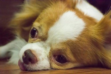 Chihuahua, iyi bir arkadaş