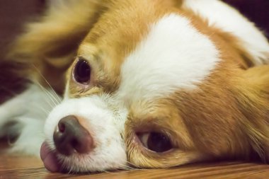 Chihuahua, iyi bir arkadaş