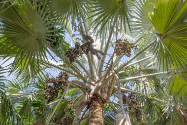 Palmiye ağaçları ve palmiye ağaçları