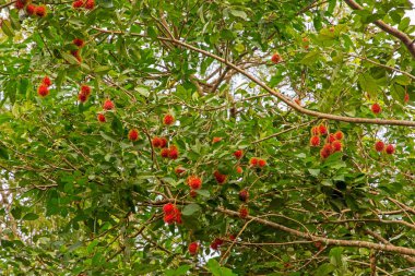Meyve hasat zamanı tam etkisi, yukarıda da görüldüğü gibi oldu.