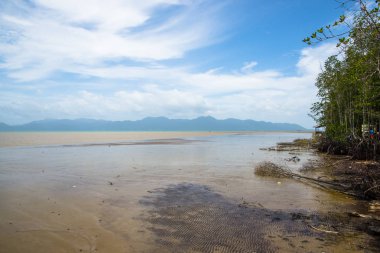 Mangrov orman siyah kum ile