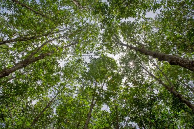 Mangrov orman bir su alanıdır