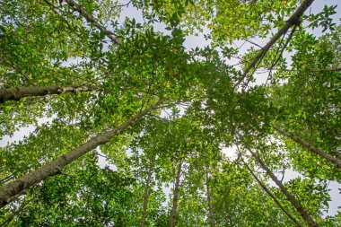 Mangrov orman bir su alanıdır