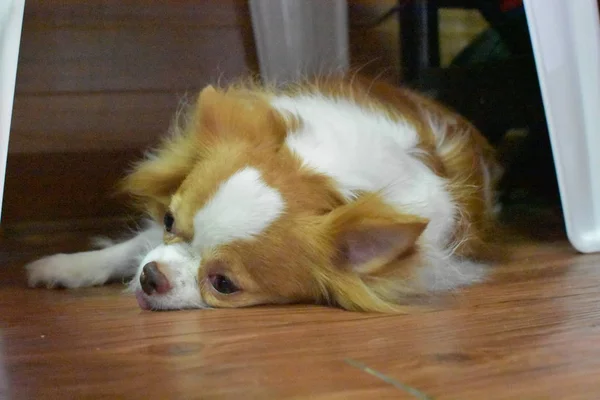 Chihuahua, en god vän — Stockfoto