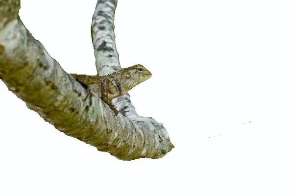 Chameleon on the tree — Stock Photo, Image
