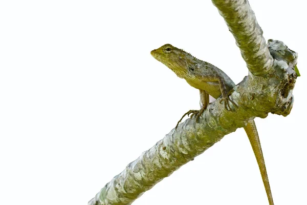 Chamäleon auf dem Baum — Stockfoto