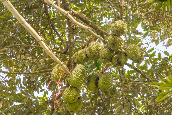 Durian ağaçları çok verimli