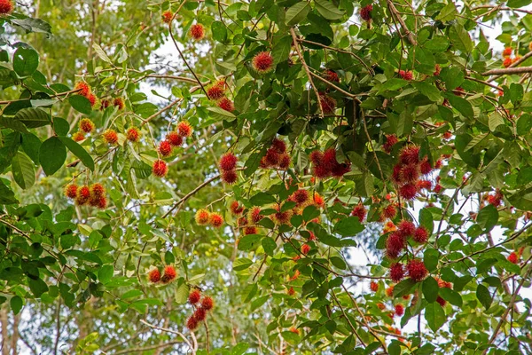 Meyve hasat zamanı tam etkisi, yukarıda da görüldüğü gibi oldu.