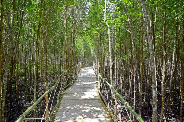 A floresta de mangue é uma reserva aquática — Fotografia de Stock