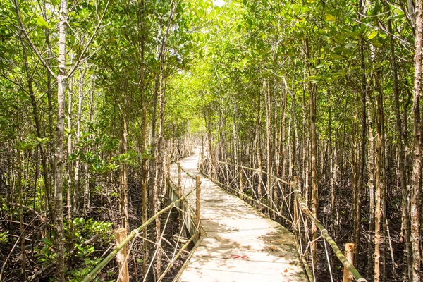 Мангровий ліс це водний заповідник — стокове фото