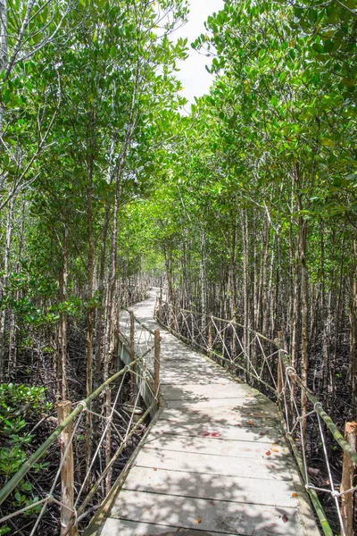 A floresta de mangue é uma reserva aquática — Fotografia de Stock