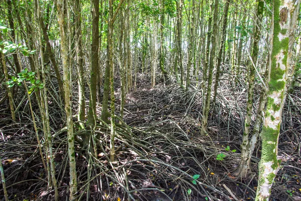 A floresta de mangue é uma reserva aquática — Fotografia de Stock