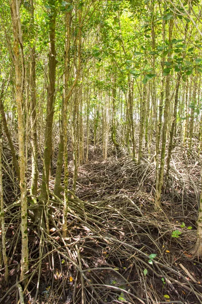 A floresta de mangue é uma reserva aquática — Fotografia de Stock