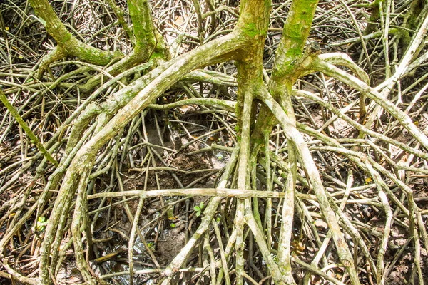 Mangrovových lesů je vodní rezervace — Stock fotografie