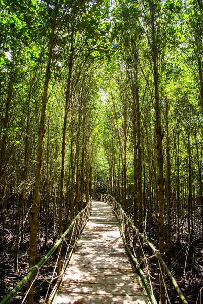 맹그로브 숲은 수생 예약 — 스톡 사진
