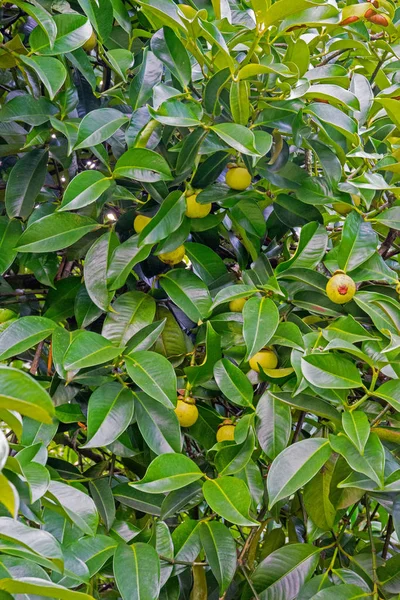 Owoc mangostanu jest nadal słabe, zielony. Zdjęcia Stockowe bez tantiem