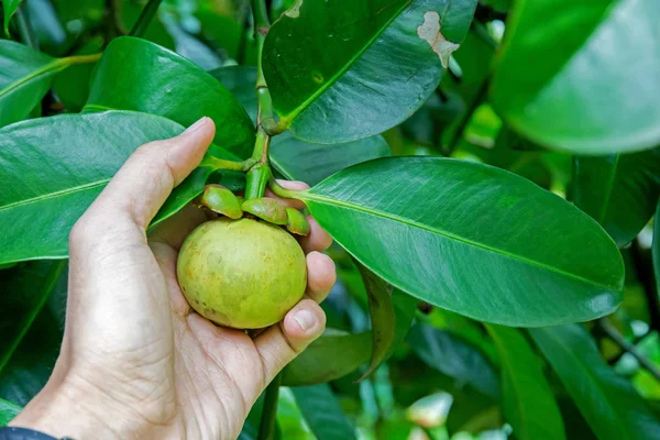 Owoc mangostanu jest nadal słabe, zielony. Obrazek Stockowy