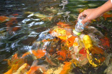 Şişeden beslemek için balık