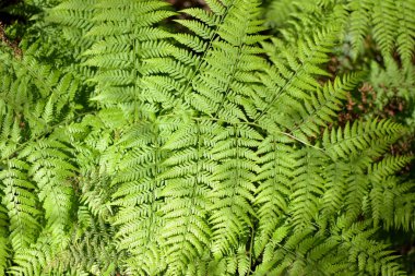 Doğal konumlar güzel etkilendim