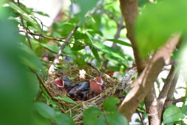 Doğal konumlar güzel etkilendim
