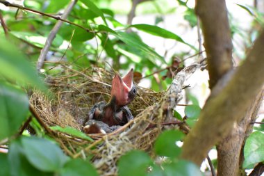 Doğal konumlar güzel etkilendim