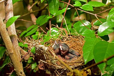 Doğal konumlar güzel etkilendim