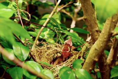 Doğal konumlar güzel etkilendim