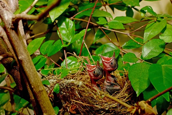 Natuurlijke attracties, die mooie indruk — Stockfoto