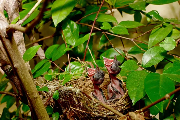 Natuurlijke attracties, die mooie indruk — Stockfoto