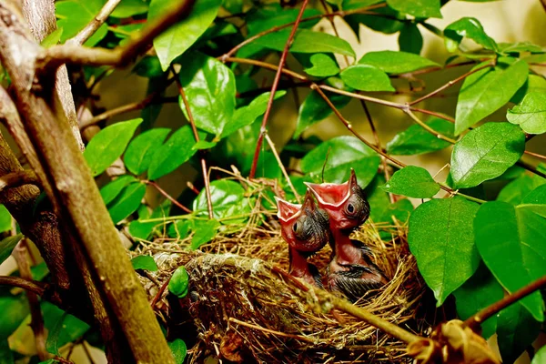 Natuurlijke attracties, die mooie indruk — Stockfoto