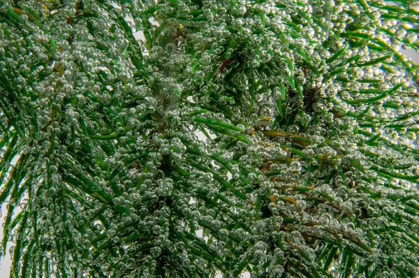 Coniferous branch in water with air bubbles — Stock Photo, Image