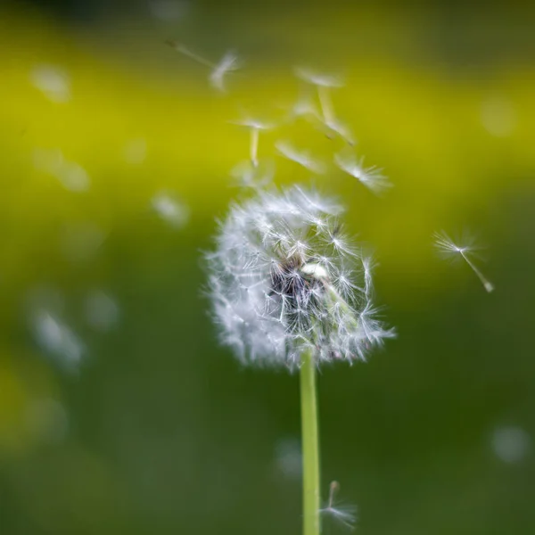 Weißer Löwenzahn im grünen Gras. Sommer — Stockfoto