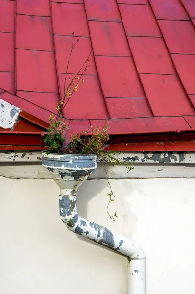 A plant grown in a drainpipe — Stock Photo, Image