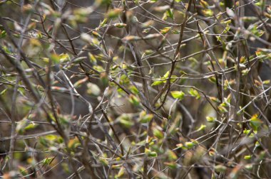 Arka plan bitki. Çalı ve yaprakları.