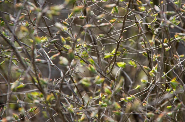 Arka plan bitki. Çalı ve yaprakları.